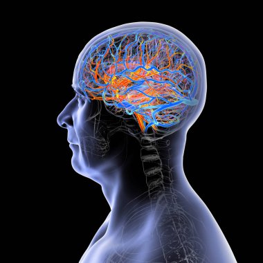 Vurgulanmış kan damarları olan insan beyni: kırmızıdaki arterler ve mavideki damarlar, ayrıntılı serebral dolaşım anatomisi gösteren, üç boyutlu çizim.