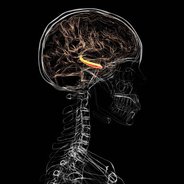 Vurgulanmış hipokampüse sahip insan beyni, hafıza, öğrenme ve duygusal düzenlemelerle ilgili kilit bir yapı, üç boyutlu illüstrasyon. Yan görünüm.