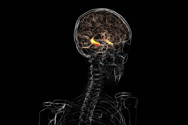 Vurgulanmış hipokampüse sahip insan beyni, hafıza, öğrenme ve duygusal düzenlemelerle ilgili kilit bir yapı, 3 boyutlu illüstrasyon.