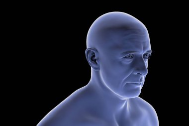 Adamın kafa ve boyun silueti, önden görüş, yüz hatları, çene çizgisi ve boyun anatomisi, üç boyutlu illüstrasyon..