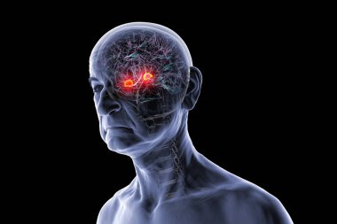 Alzheimer hastalığı ve anksiyetesi gibi duygu, hafıza ve yaşla ilgili hastalıklara bağlı kilit bir bölge olan altı çizili amigdalaya sahip üst düzey bir insanda insan beyni, 3 boyutlu illüstrasyon.