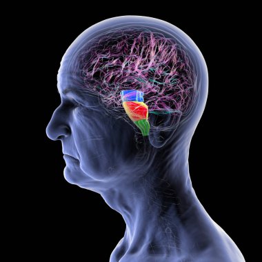 Vurgulanmış beyin sapı olan, temel yaşam fonksiyonları için hayati önem taşıyan ve Parkinson ve Alzheimer gibi yaşla ilgili nörodejeneratif hastalıklarda etkilenen üst düzey bir insanda insan beyni..