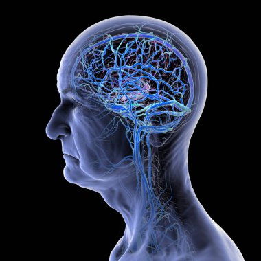 Beyin damarları, 3 boyutlu illüstrasyon venöz drenajdan sorumlu ana serebral damarları gösteriyor, genellikle yaşlı vasküler durumlardan etkileniyor..