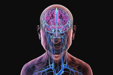 Beyin damarları, 3 boyutlu illüstrasyon venöz drenajdan sorumlu ana serebral damarları gösteriyor, genellikle yaşlı vasküler durumlardan etkileniyor..