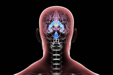 İnsan beyninde vurgulanan üçüncü beyin ventrikülü (kırmızı) ve ventriküler sistem (mavi), 3 boyutlu illüstrasyon.