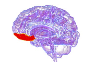 Sagittal bölümde insan beyninin girus rektusu, 3 boyutlu illüstrasyon. Bu orta frontal lob yapısı kavrayış, duygu ve koklamaya bağlıdır..