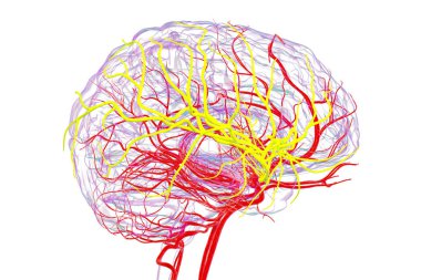 Orta serebral arter (sarı), frontal, temporal ve parietal loblara kan sağlama, beyin fonksiyonları için hayati önem taşıyan, 3 boyutlu çizim.