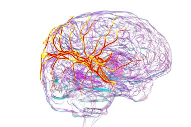 Orta serebral arter (portakal), frontal, temporal ve parietal loblara kan sağlama, beyin fonksiyonları için hayati önem taşıyan, 3 boyutlu çizim.