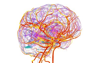 İnsan beynindeki atardamar kan akışı, 3 boyutlu illüstrasyon..