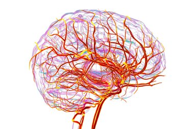 İnsan beynindeki atardamar kan akışı, 3 boyutlu illüstrasyon..
