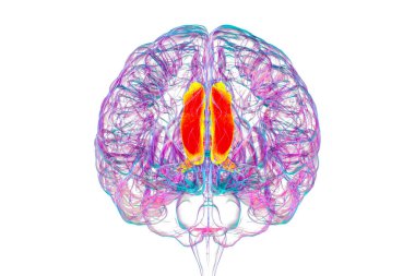 Singulat kıvrımını vurgulayan insan beyni, çeşitli hastalıklarda duygu işleme, karar verme ve bilişsel kontrol için gereklidir, 3D illüstrasyon.