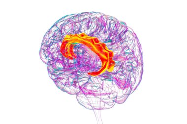 Singulat kıvrımını vurgulayan insan beyni, çeşitli hastalıklarda duygu işleme, karar verme ve bilişsel kontrol için gereklidir, 3D illüstrasyon.