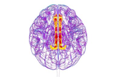 Singulat kıvrımını vurgulayan insan beyni, çeşitli hastalıklarda duygu işleme, karar verme ve bilişsel kontrol için gereklidir, 3D illüstrasyon.