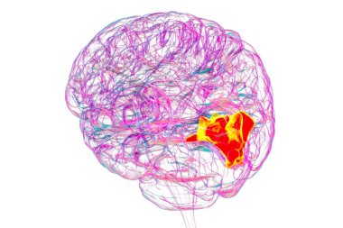 Altı çizilmiş çivi kemikli insan beyni, 3 boyutlu çizim. Oksipital lobun görsel işleme alanı dikkat, görme ve uzamsal yönelimle ilgilidir..