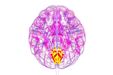 Altı çizilmiş çivi kemikli insan beyni, 3 boyutlu çizim. Oksipital lobun görsel işleme alanı dikkat, görme ve uzamsal yönelimle ilgilidir..