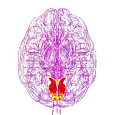 Altı çizilmiş çivi kemikli insan beyni, 3 boyutlu çizim. Oksipital lobun görsel işleme alanı dikkat, görme ve uzamsal yönelimle ilgilidir..