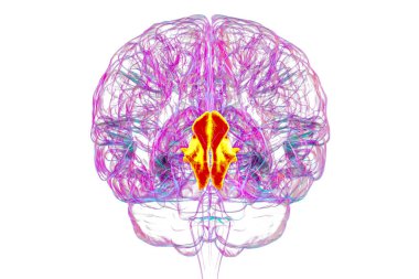 Altı çizilmiş çivi kemikli insan beyni, 3 boyutlu çizim. Oksipital lobun görsel işleme alanı dikkat, görme ve uzamsal yönelimle ilgilidir..