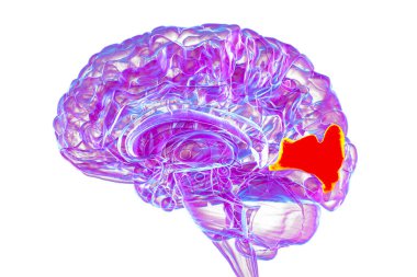 Altı çizilmiş çivi kemikli insan beyni, 3 boyutlu çizim. Oksipital lobun görsel işleme alanı dikkat, görme ve uzamsal yönelimle ilgilidir..