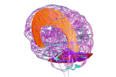 Vurgulanmış falx serebri ve tentoryum serebelli ile insan beyni, beyin yarıkürelerini ve beyinciği yapısal destek ve koruma için ayıran büyük dural kıvrımlar, 3 boyutlu illüstrasyon.