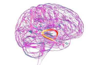 Vurgulanmış beyin forniksi (turuncu) ve fornix (mavi) kombinasyonu olan insan beyni, hafıza işleme ve limbik sistem fonksiyonlarını gösteren 3D çizim. Hafıza kaybına bağlı patoloji.