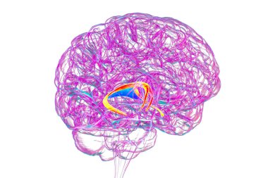 Vurgulanmış beyin forniksi (turuncu) ve fornix (mavi) kombinasyonu olan insan beyni, hafıza işleme ve limbik sistem fonksiyonlarını gösteren 3D çizim. Hafıza kaybına bağlı patoloji.