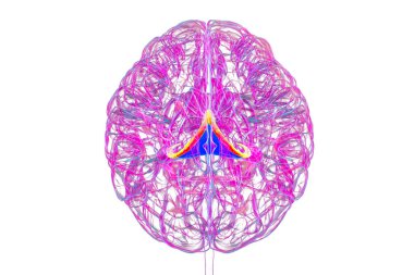 Vurgulanmış beyin forniksi (turuncu) ve fornix (mavi) kombinasyonu olan insan beyni, hafıza işleme ve limbik sistem fonksiyonlarını gösteren 3D çizim. Hafıza kaybına bağlı patoloji.