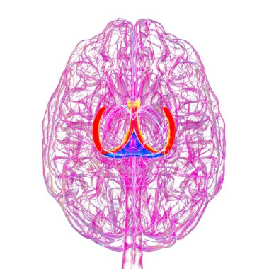Vurgulanmış beyin forniksi (turuncu) ve fornix (mavi) kombinasyonu olan insan beyni, hafıza işleme ve limbik sistem fonksiyonlarını gösteren 3D çizim. Hafıza kaybına bağlı patoloji.