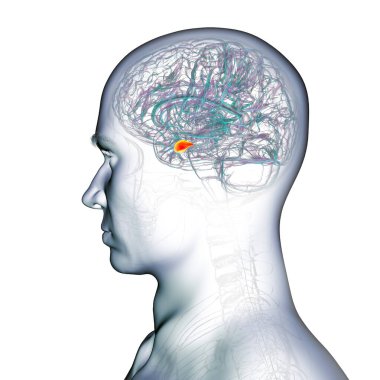 Altı çizili amigdalası olan insan beyni, 3 boyutlu illüstrasyon. Amigdala duygu işleme, korku tepkisi ve hafıza oluşumundan sorumludur..