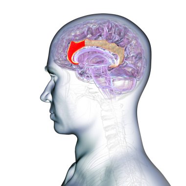 Anterior singulat korteksi (kırmızı) olan insan beyni duygu düzenlemesi, karar verme mekanizması, dikkat ve acı algısı, 3 boyutlu illüstrasyon.