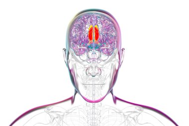 Singulat kıvrımını vurgulayan insan beyni, çeşitli hastalıklarda duygu işleme, karar verme ve bilişsel kontrol için gereklidir, 3D illüstrasyon.