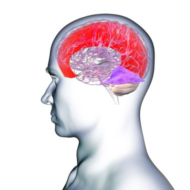 Vurgulanmış falx serebri ve tentoryum serebelli ile insan beyni, beyin yarıkürelerini ve beyinciği yapısal destek ve koruma için ayıran büyük dural kıvrımlar, 3 boyutlu illüstrasyon.