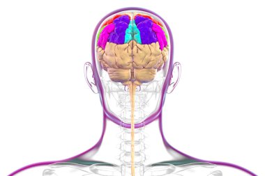 Beyin parietal gyri: post merkez (kırmızı), üst parietal lobule (koyu mavi), üst parietal lobule ile supramarjinal gyrus (yeşil), açısal (mor) ve precuneus (açık mavi), açık mavi.