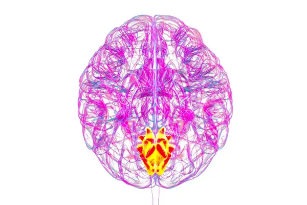 Altı çizilmiş çivi kemikli insan beyni, 3 boyutlu çizim. Oksipital lobun görsel işleme alanı dikkat, görme ve uzamsal yönelimle ilgilidir..