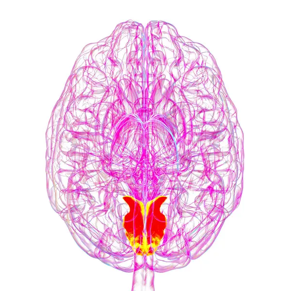 Altı çizilmiş çivi kemikli insan beyni, 3 boyutlu çizim. Oksipital lobun görsel işleme alanı dikkat, görme ve uzamsal yönelimle ilgilidir..