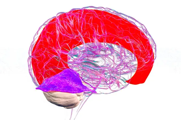 Vurgulanmış falx serebri ve tentoryum serebelli ile insan beyni, beyin yarıkürelerini ve beyinciği yapısal destek ve koruma için ayıran büyük dural kıvrımlar, 3 boyutlu illüstrasyon.