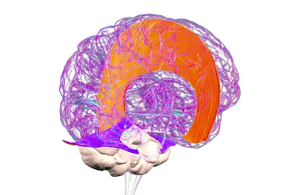 Vurgulanmış falx serebri ve tentoryum serebelli ile insan beyni, beyin yarıkürelerini ve beyinciği yapısal destek ve koruma için ayıran büyük dural kıvrımlar, 3 boyutlu illüstrasyon.