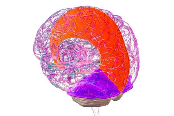 Vurgulanmış falx serebri ve tentoryum serebelli ile insan beyni, beyin yarıkürelerini ve beyinciği yapısal destek ve koruma için ayıran büyük dural kıvrımlar, 3 boyutlu illüstrasyon.