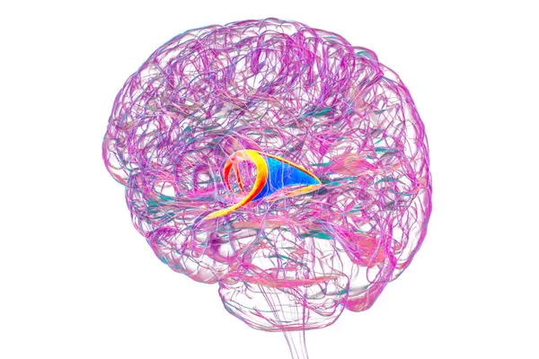 Vurgulanmış beyin forniksi (turuncu) ve fornix (mavi) kombinasyonu olan insan beyni, hafıza işleme ve limbik sistem fonksiyonlarını gösteren 3D çizim. Hafıza kaybına bağlı patoloji.