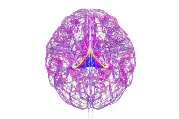 Vurgulanmış beyin forniksi (turuncu) ve fornix (mavi) kombinasyonu olan insan beyni, hafıza işleme ve limbik sistem fonksiyonlarını gösteren 3D çizim. Hafıza kaybına bağlı patoloji.