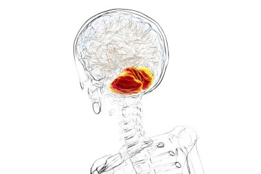 Altı çizili beyinciği olan insan beyni, 3 boyutlu illüstrasyon. Beyincik koordinasyon, denge ve iyi motor kontrolünden sorumludur. Ataksi ve nörodejeneratif bozukluklarda hasar.