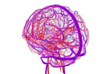 İnsan beyninin vasküler sistemi, atardamarları (turuncu) ve damarları (mavi).