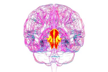Altı çizilmiş çivi kemikli insan beyni, 3 boyutlu çizim. Oksipital lobun görsel işleme alanı dikkat, görme ve uzamsal yönelimle ilgilidir..