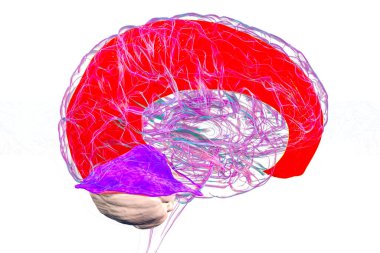 Vurgulanmış falx serebri ve tentoryum serebelli ile insan beyni, beyin yarıkürelerini ve beyinciği yapısal destek ve koruma için ayıran büyük dural kıvrımlar, 3 boyutlu illüstrasyon.