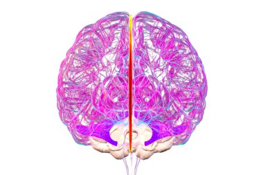 Vurgulanmış falx serebri ve tentoryum serebelli ile insan beyni, beyin yarıkürelerini ve beyinciği yapısal destek ve koruma için ayıran büyük dural kıvrımlar, 3 boyutlu illüstrasyon.