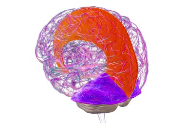 Vurgulanmış falx serebri ve tentoryum serebelli ile insan beyni, beyin yarıkürelerini ve beyinciği yapısal destek ve koruma için ayıran büyük dural kıvrımlar, 3 boyutlu illüstrasyon.