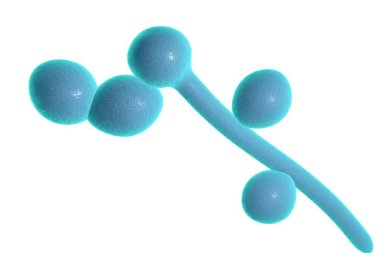 Mantarlar kandidiyaz, pamukçuk, renkli arka plan üzerinde neden olan Candida albicans 3D Illustration. Patolojik mantar veya Maya