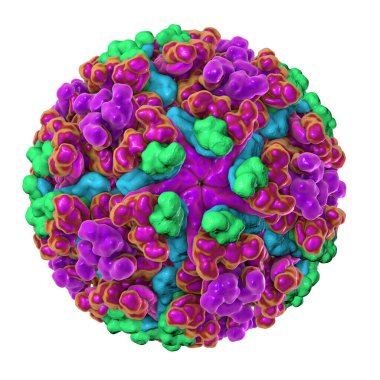 Chikungunya virüsü beyaz arka planda izole edilmiş, 3 boyutlu illüstrasyon. Togaviridae familyasından gelen sivrisinek kaynaklı RNA virüsü kireçlenme benzeri salgınlara neden olabilir.