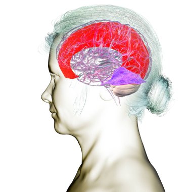 Vurgulanmış falx serebri ve tentoryum serebelli ile insan beyni, beyin yarıkürelerini ve beyinciği yapısal destek ve koruma için ayıran büyük dural kıvrımlar, 3 boyutlu illüstrasyon.