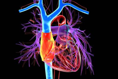 Sağ atriyum (kırmızı) ve üst ve alt vena cava (mavi), üç boyutlu illüstrasyon. Kalbe deoksijensiz kan geri döner, akciğer hipertansiyonunda ve sağ kalp yetmezliğinde genişleme meydana gelir..