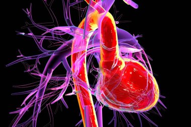 Kırmızıyla işaretlenmiş sol karıncığı ve aortu olan insan kalbi, üç boyutlu çizim. Bu yapılar oksijenli kanı sistemik dolaşıma pompalar..
